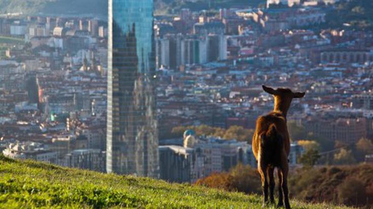 IBAIZABAL: Iberdrola eta argindarraren prezioak