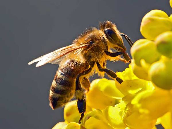 Erlezaintzaren dekretuak euskara gutxiesten duela salatu du Administrazioan Euskaraz Taldeak