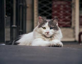 Katu baten urrumak mila hitzek baino gehiago balio du