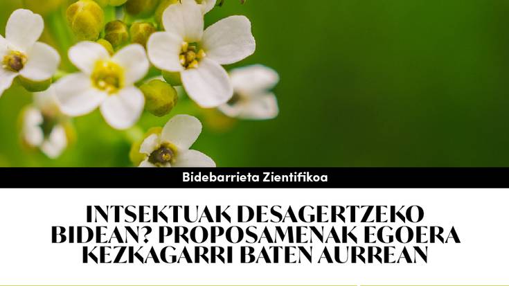 Intsektuen desagertzeari buruzko hitzaldia